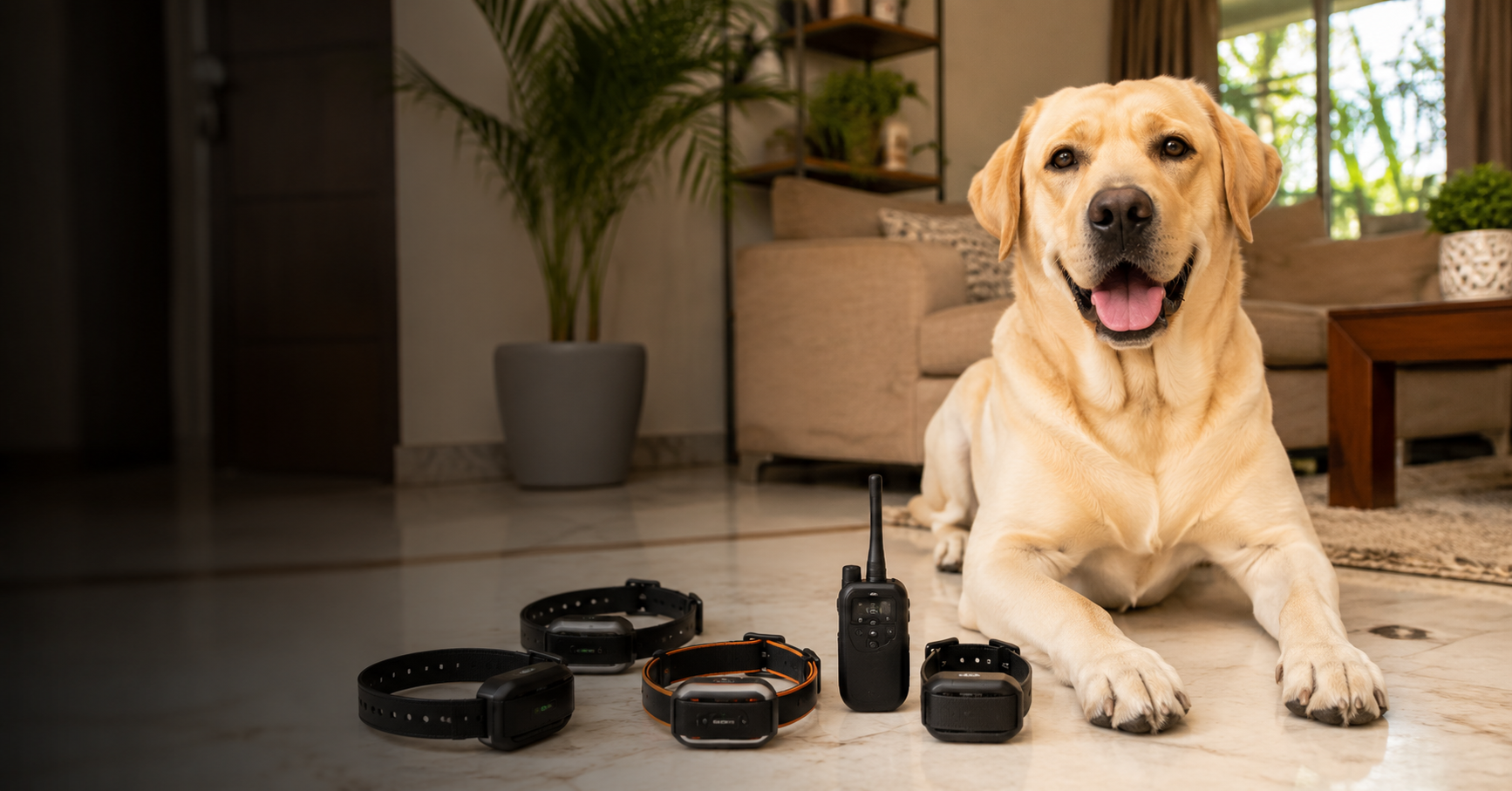 5 Best Anti-Bark Collars for Dogs in India 2026