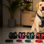 Best No-Pull Harness for Dogs in India - Top 5 Picks