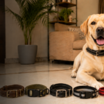 Best Dog Collars for Indian Breeds - Labrador, GSD, Indie Dogs