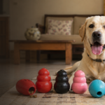 Best KONG Toys for Dogs in India: Size and Type Buying Guide 2026